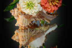 Angie-Corino-Shell-with-Zinnias-125-Still-life-6113