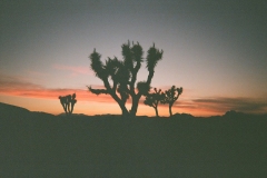 Brianna-Kondratiuk-Joshua-Tree-at-Sunset-75-Landscape-6126