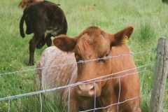 Brianna-Kondratiuk-Scottish-Cattle-115-Animals-6126