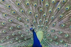 Courtney-Puciata-Borzotta-Peacock-150-Animals-6137