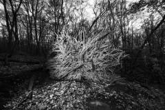 Root Wad at Mills Reservation