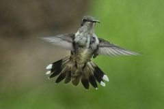 Joel-Goldberg-Hummingbird-on-display-150-Animal-6074