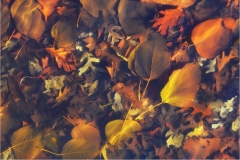 John-Regan-Softly-summer-floats-to-fall-160-Still-life-6070