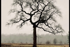 John-Regan-The-forgiving-tree.-180-Landscape-6070