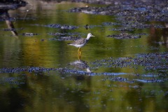 Lois-Chelli-A-Lesser-Yellowlegs-at-the-Manasquan-Reservoir-animal-category-25-6101