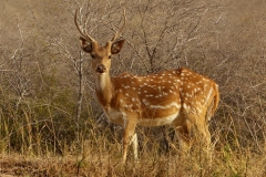 Lucille-Rielly-Deer-in-the-Morning-Light-Animals-350-6139