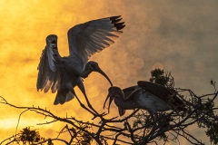 Robin-Eiseman-Ibis-at-Sunset-250-Animals-6102