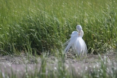 Stephanie-Hill-Egret-Preening-165-Animals-6096