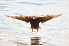 Tara-Garaputo-Duck-Landing-100-Animal-6140