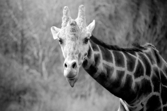 Tara-Garaputo-Giraffe-Portrait-100-Animal-6140