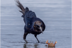 Thomas-J-Camal-Lunch-200-Animals-6138